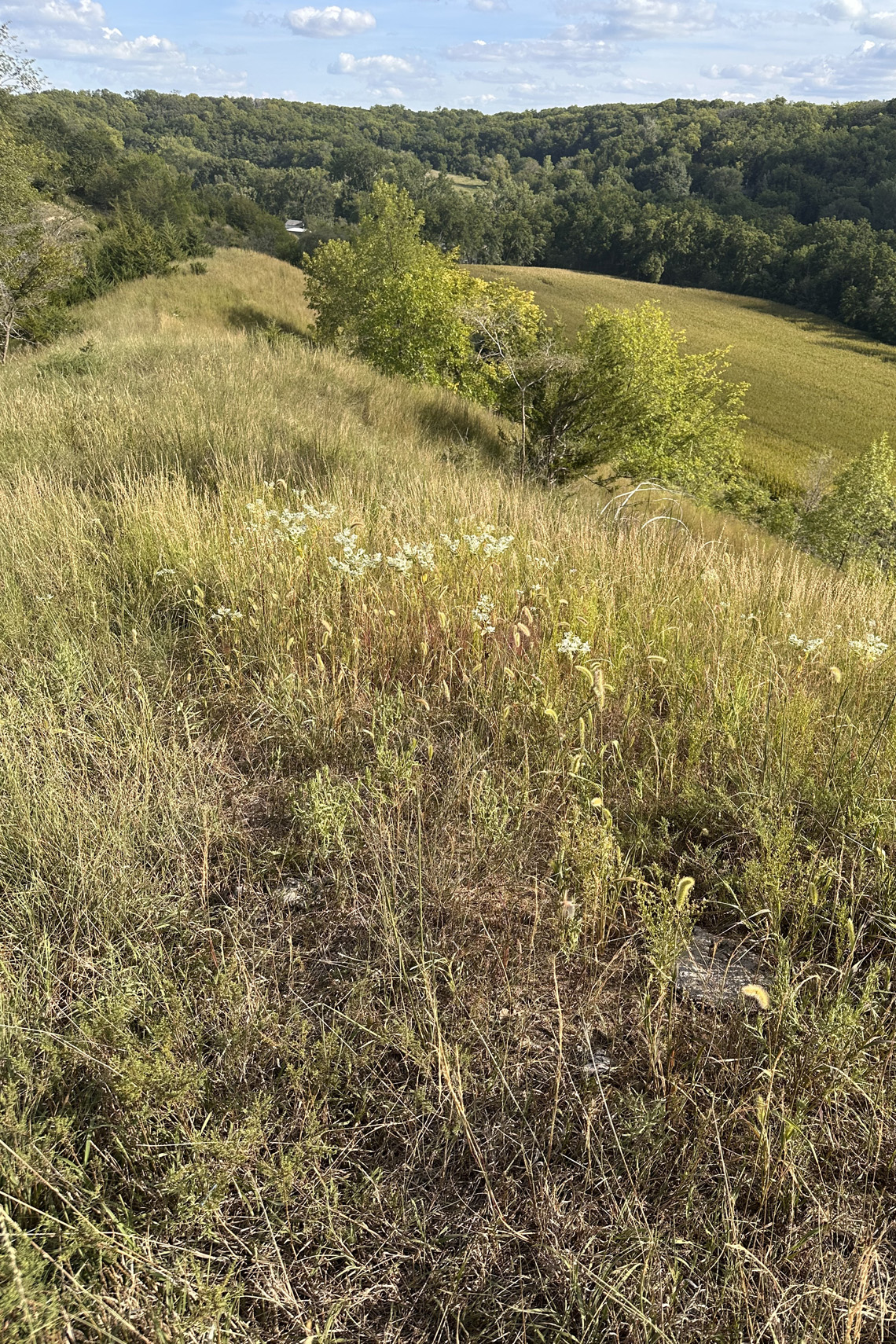 lookout prairie