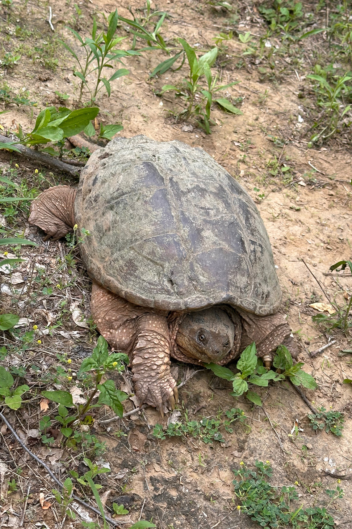 turtle